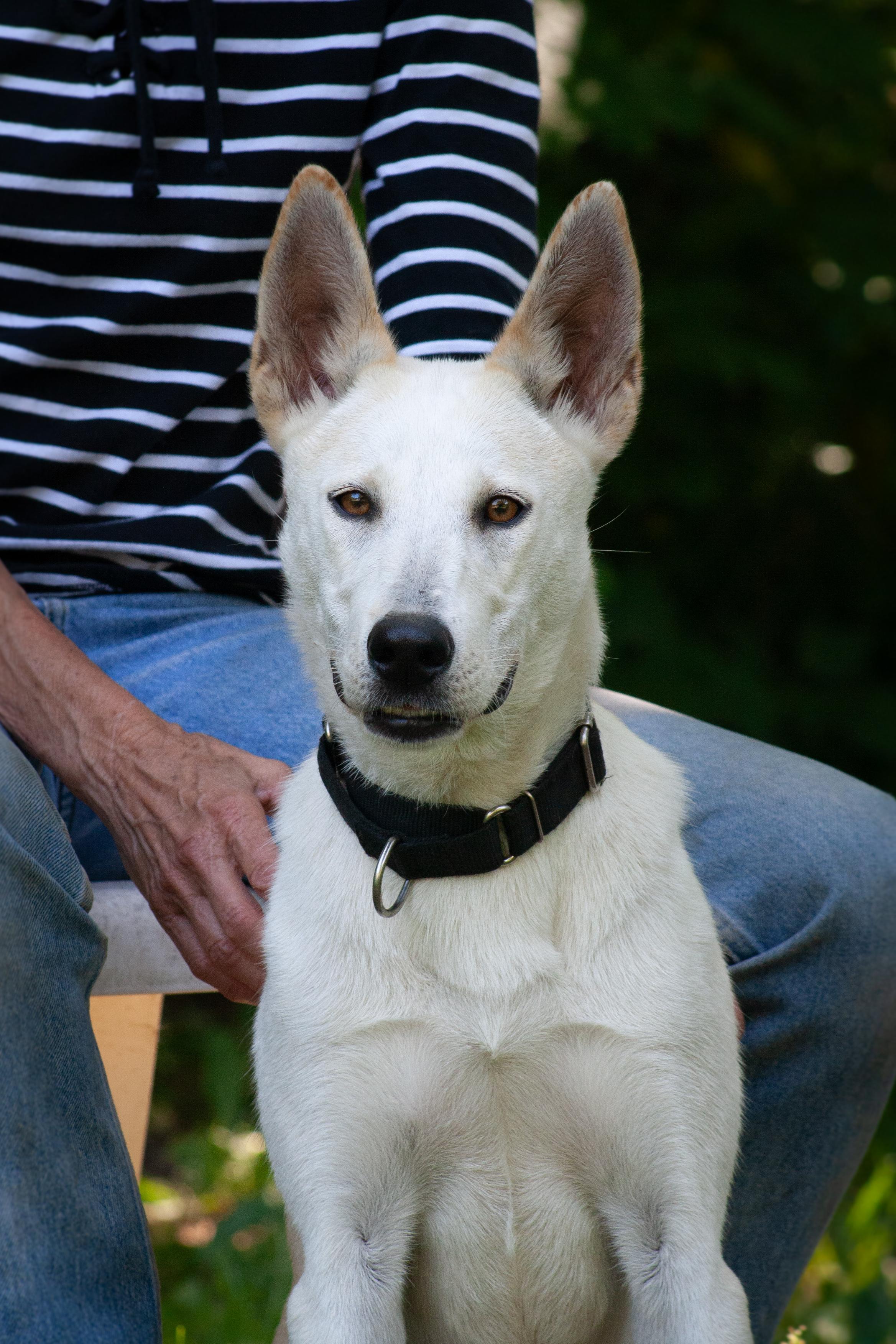 Hero, ADOPTABLE, Young Male Labrador Retriever.