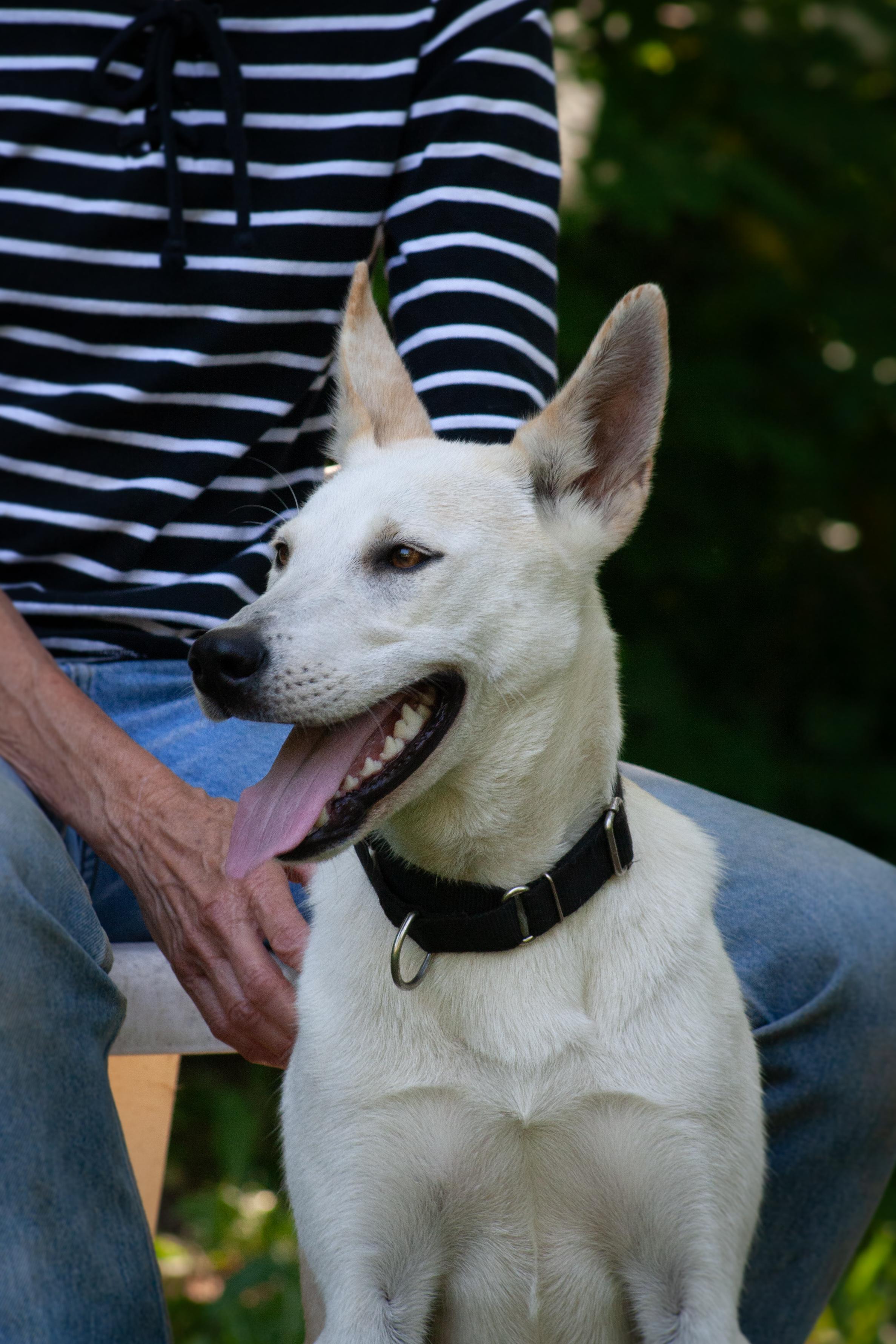 Hero, a ADOPTABLE mixed breed in Stanstead, QC image 3/6