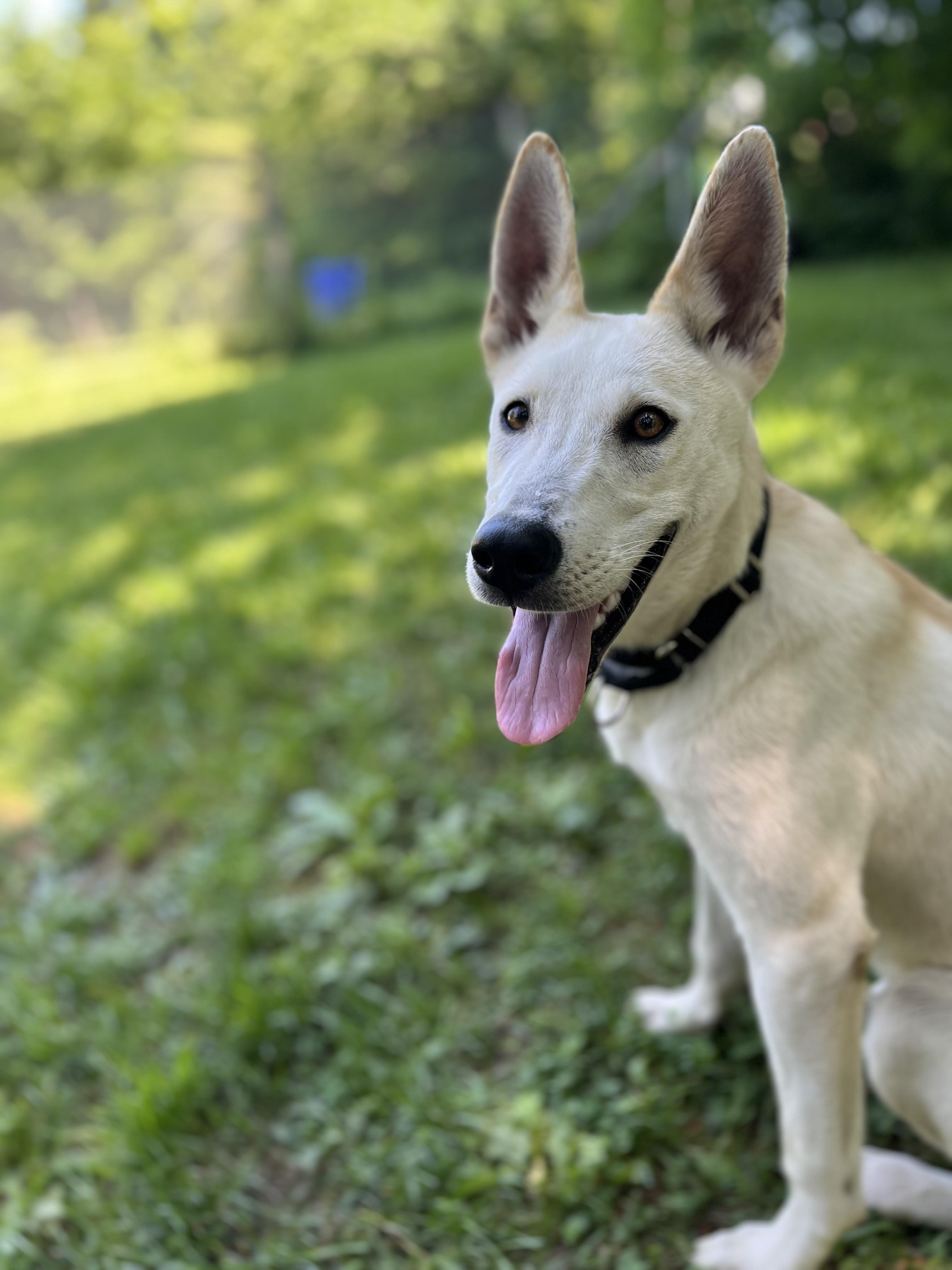 Hero, a ADOPTABLE mixed breed in Stanstead, QC image 2/6