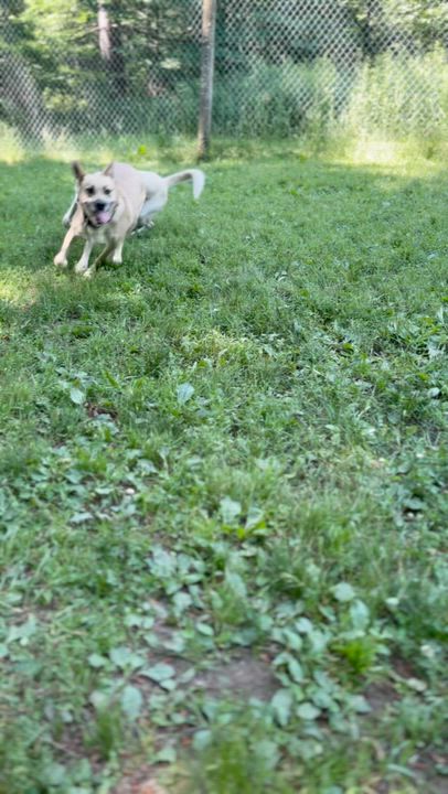 Enlarge Hero, a ADOPTABLE mixed breed in Stanstead, QC video 6/6