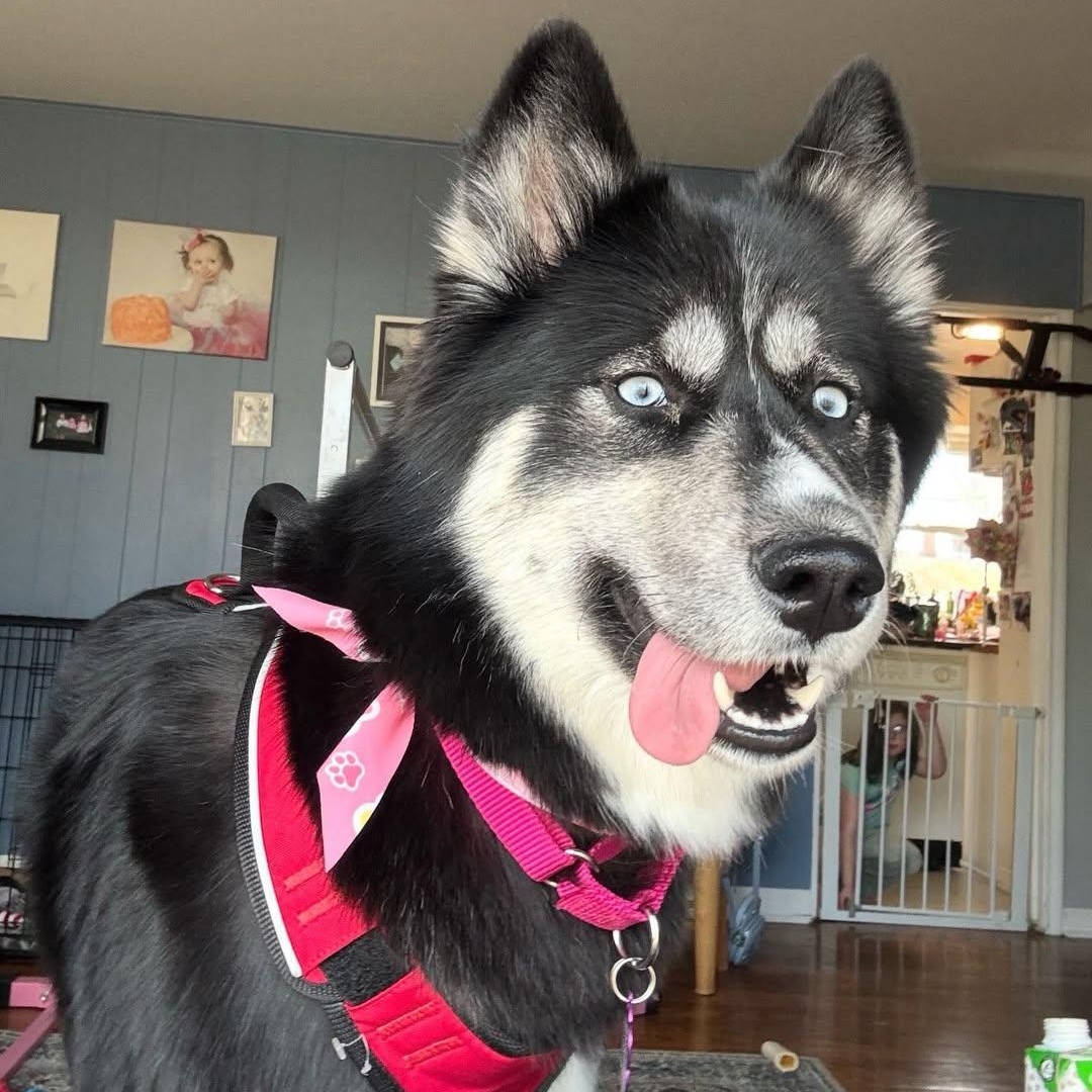 Zelda, an adopted Husky in Detroit, MI image 3/5