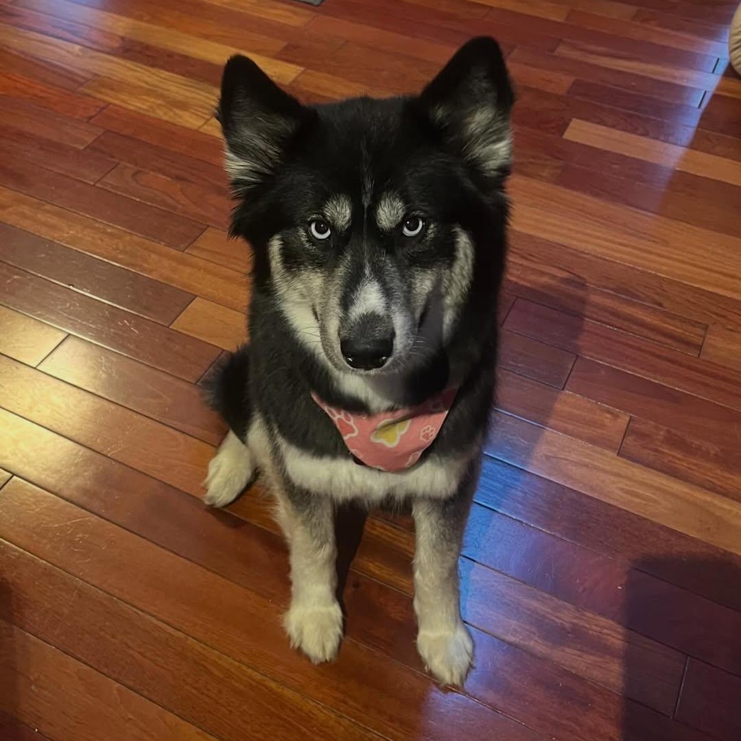 Zelda, an adopted Husky in Detroit, MI image 2/5