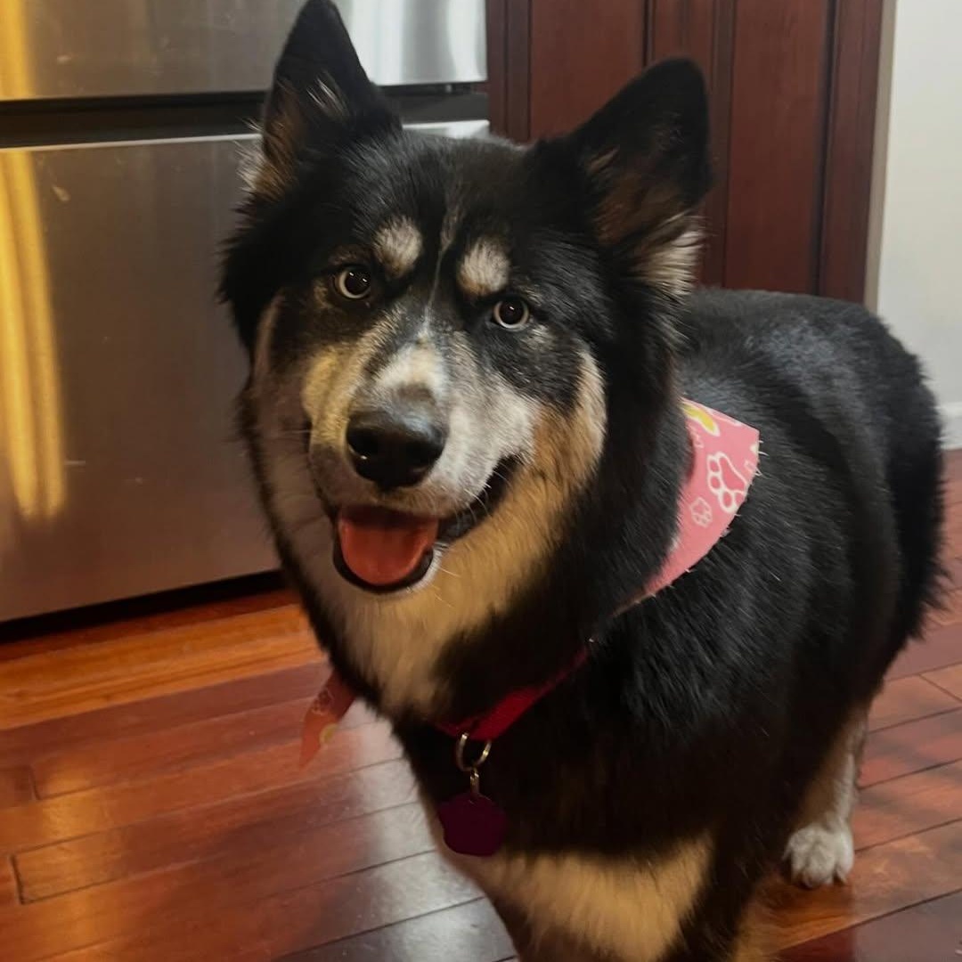 Zelda, an adopted Husky in Detroit, MI image 4/5