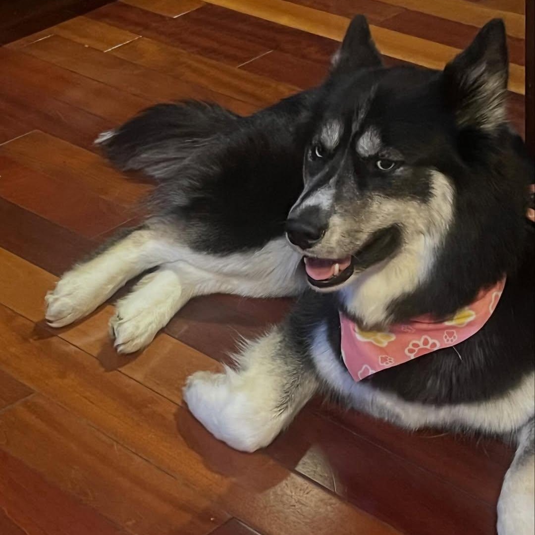 Zelda, an adopted Husky in Detroit, MI image 5/5