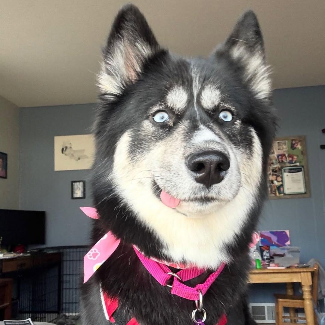 Zelda, adopted, Young Female Husky.