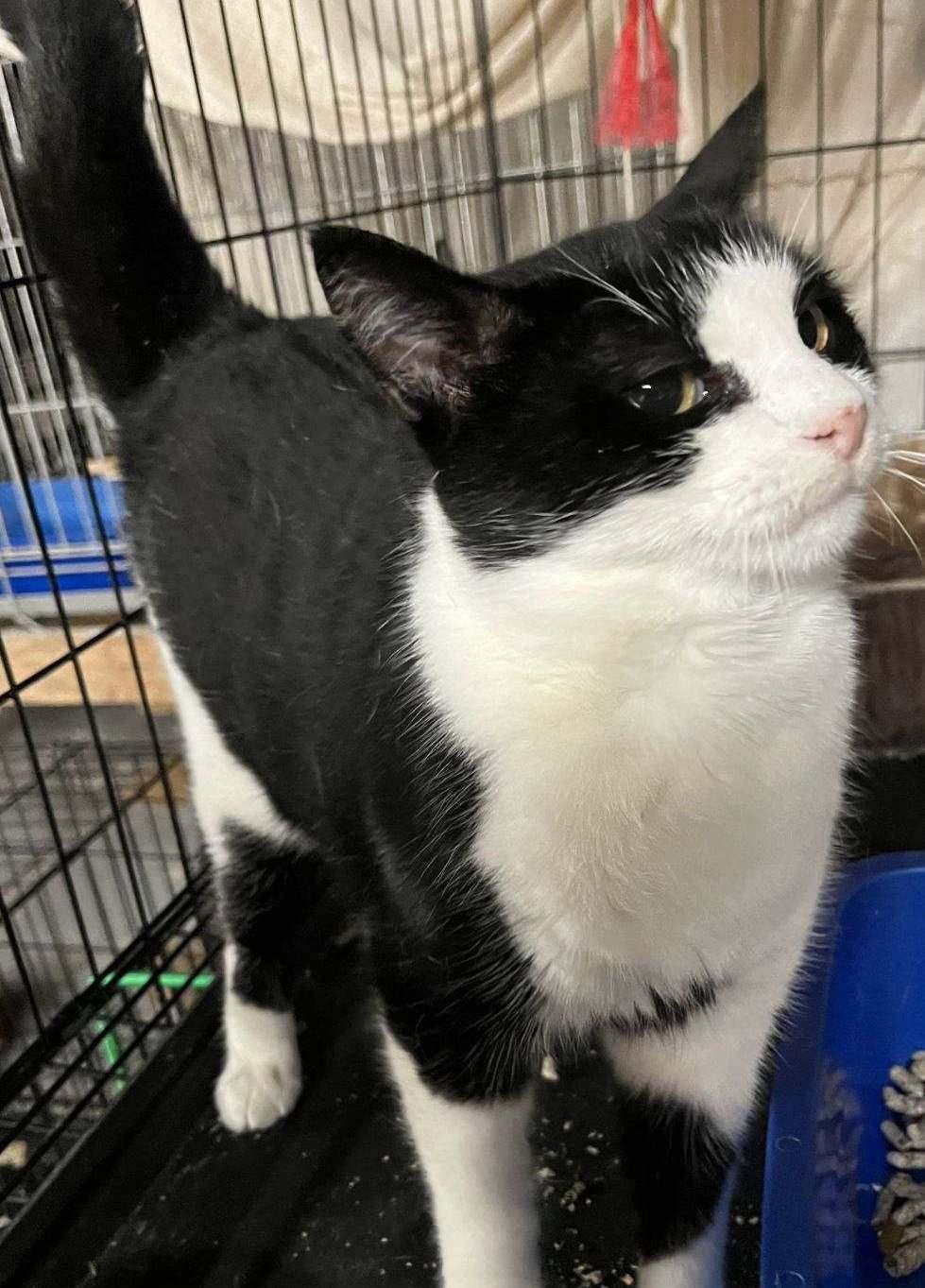 Darling Darla, Adoptable, Adult Female Domestic Short Hair.