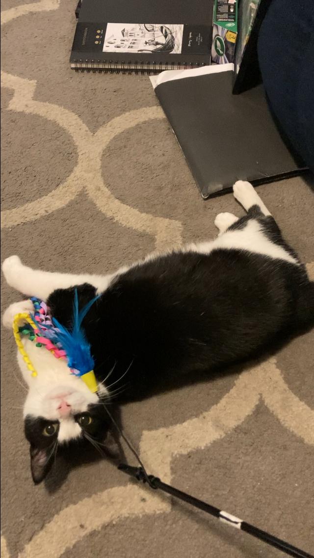 Darling Darla, a Adoptable Domestic Short Hair in Colts Neck, NJ image 1/6