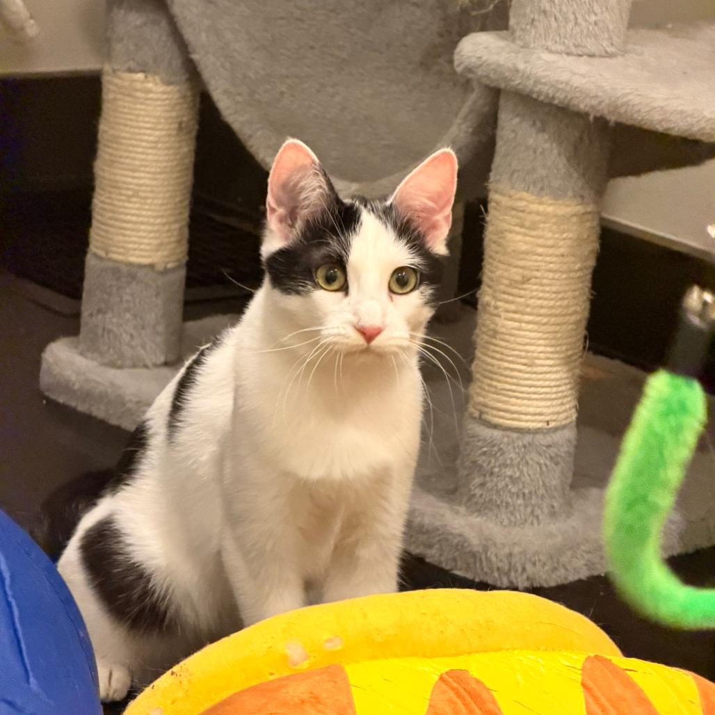 Tinsel, Adoptable, Young Female Domestic Short Hair.