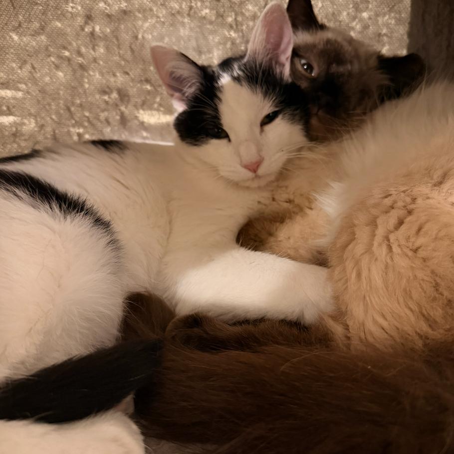 Enlarge Tinsel, a Adoptable Domestic Short Hair in Grantsville, UT image 2/3