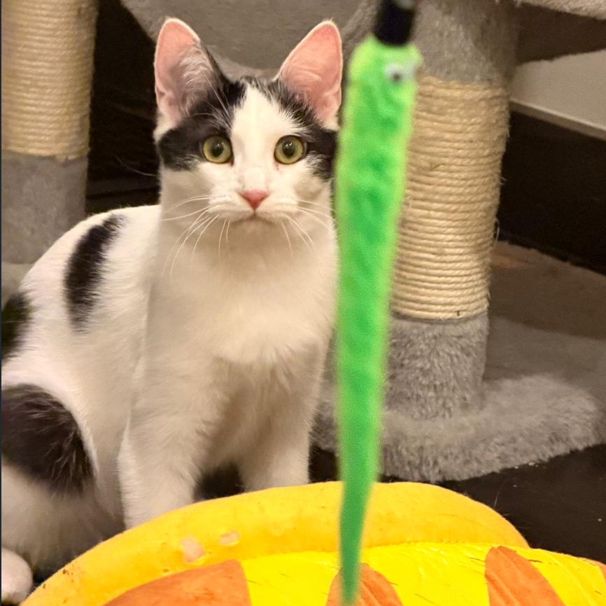 Enlarge Tinsel, a Adoptable Domestic Short Hair in Grantsville, UT image 3/3
