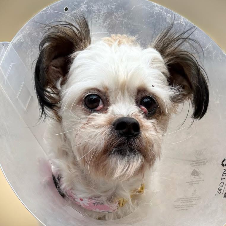 Enlarge Bella, a ADOPTABLE Shih Tzu in Yorktown heights, NY image 3/4