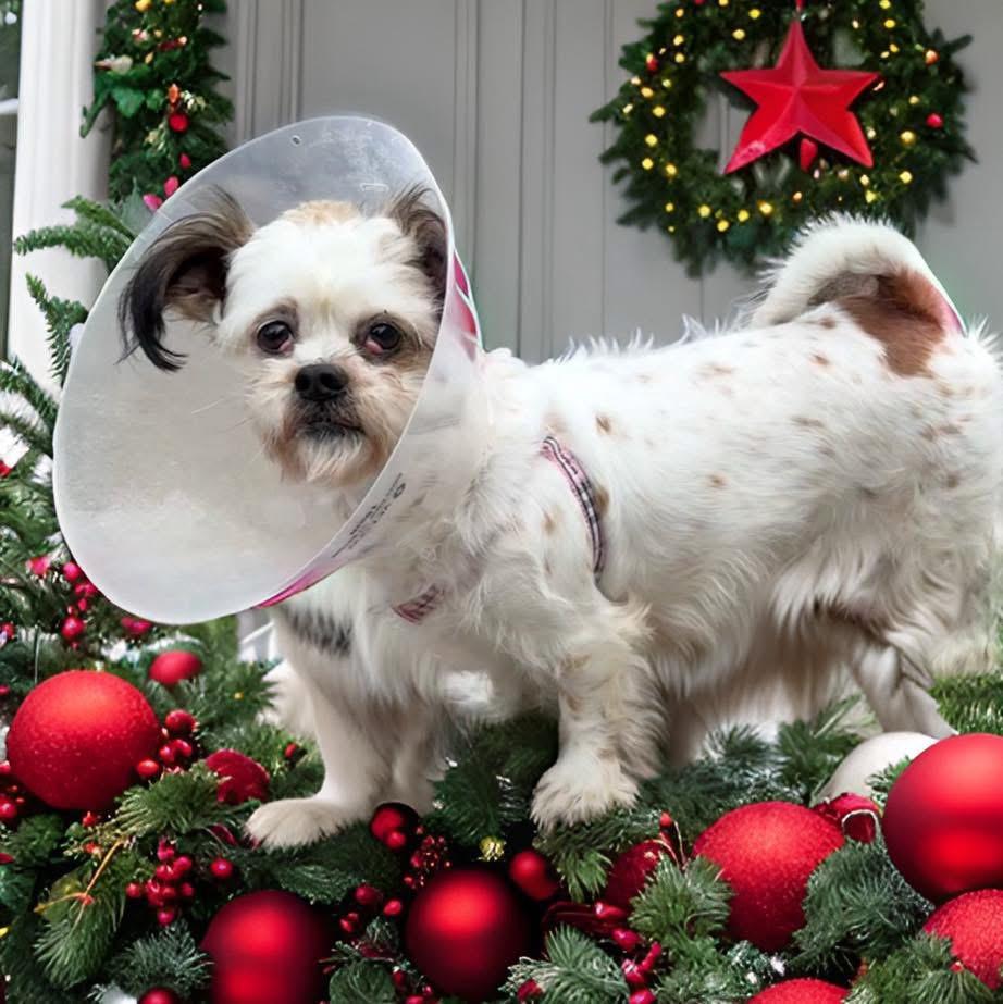 Enlarge Bella, a ADOPTABLE Shih Tzu in Yorktown heights, NY image 4/4