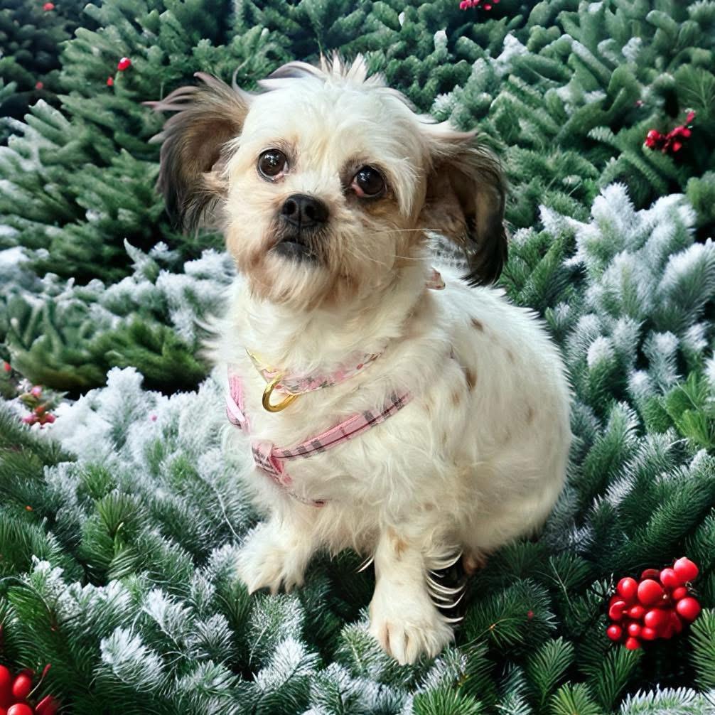 Enlarge Bella, a ADOPTABLE Shih Tzu in Yorktown heights, NY image 2/4