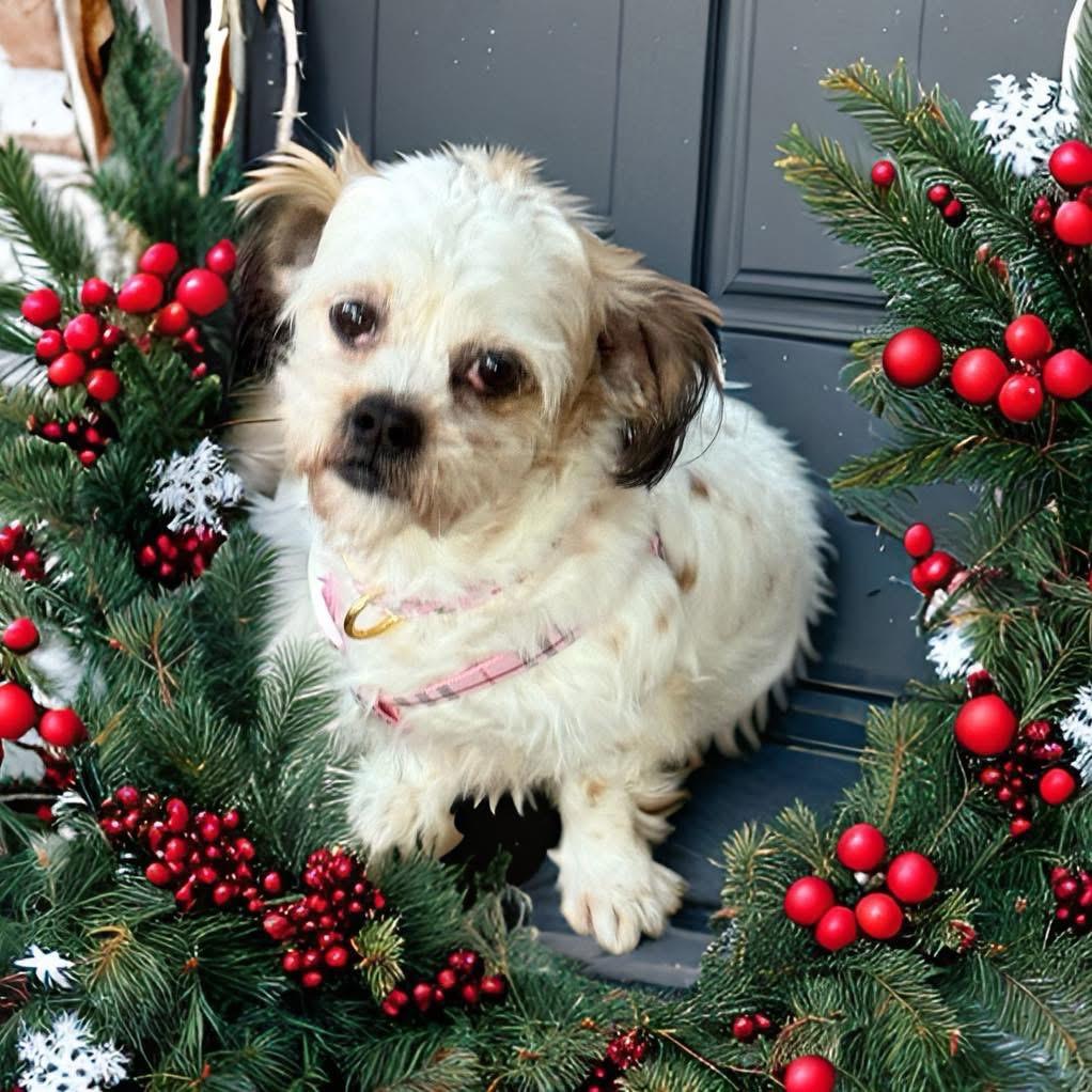 Bella, ADOPTABLE, Young Female Shih Tzu.