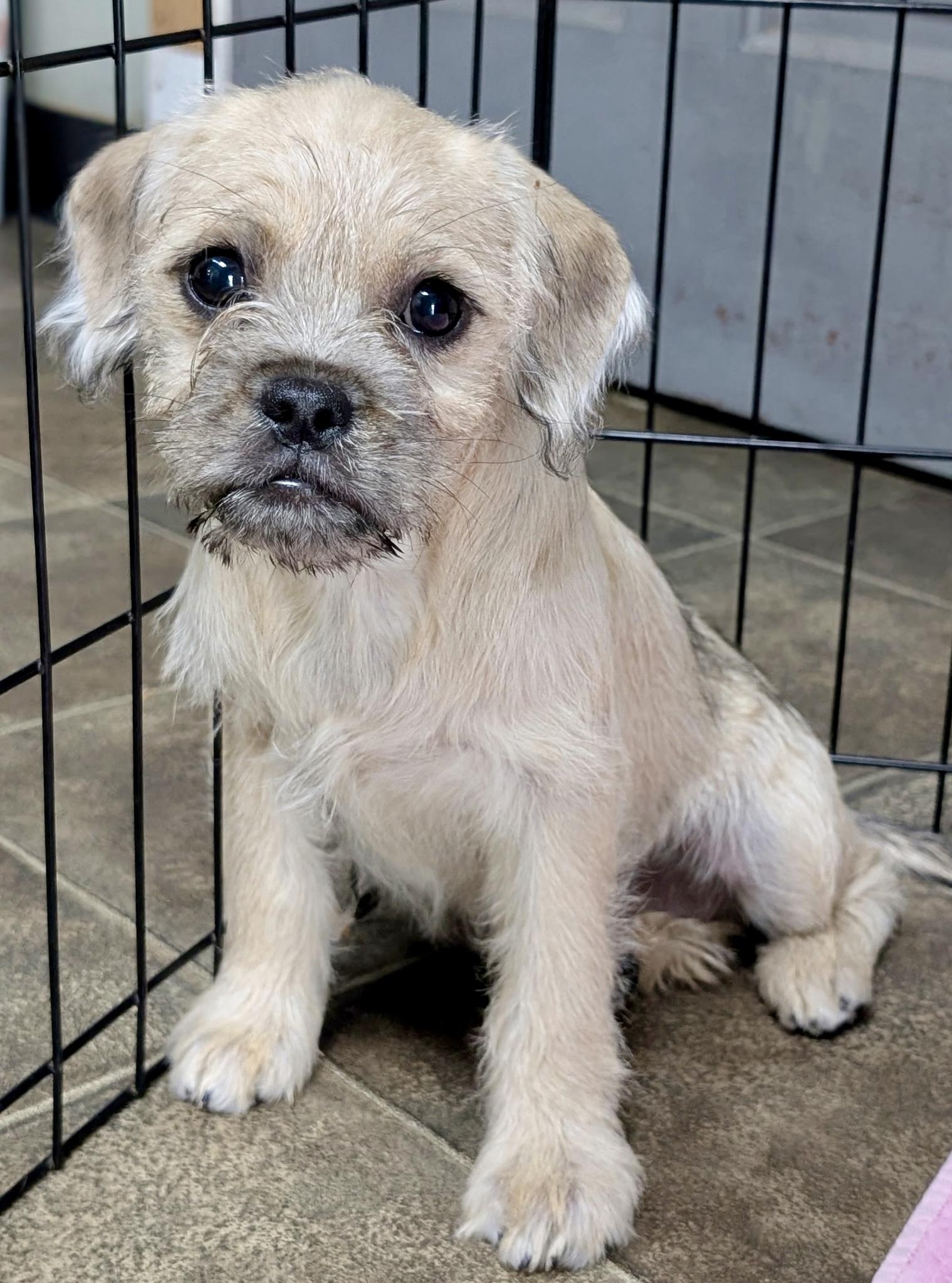 Tiger Lilly, ADOPTABLE, Puppy Female Terrier & Pug.