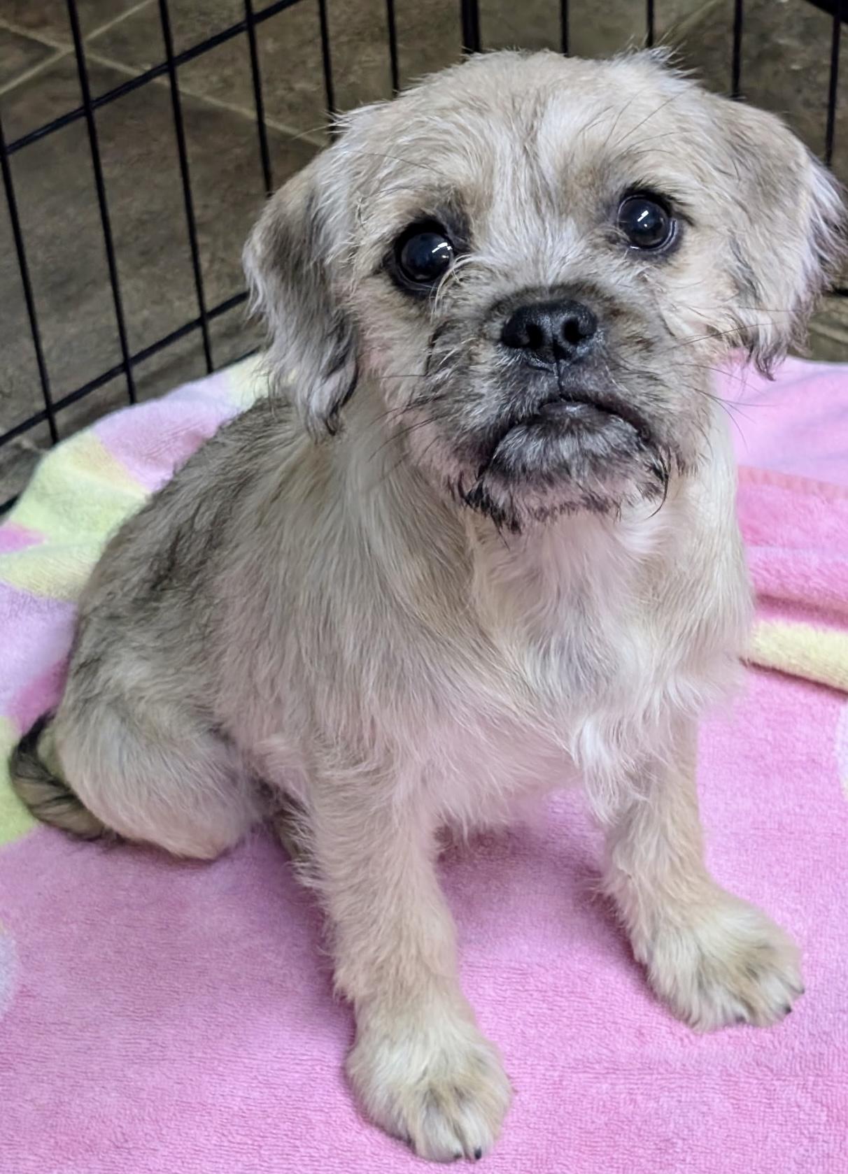 Tiger Lilly, a ADOPTABLE mixed breed in Los Angeles, CA image 3/3