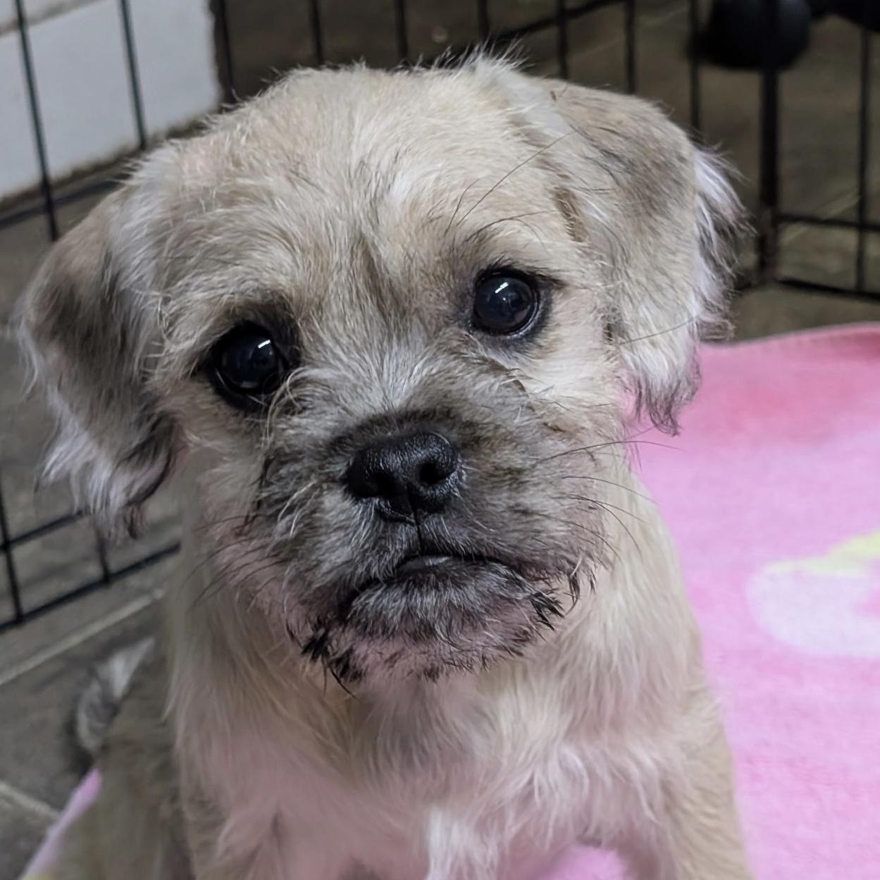Tiger Lilly, a ADOPTABLE mixed breed in Los Angeles, CA image 2/3