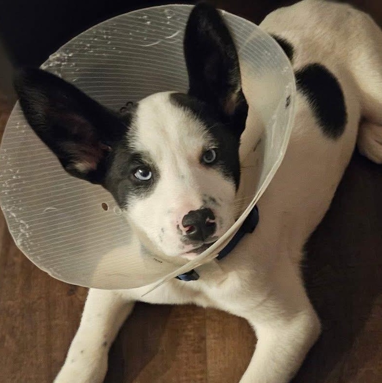 Hokie, adopted, Young Male Mixed Breed.