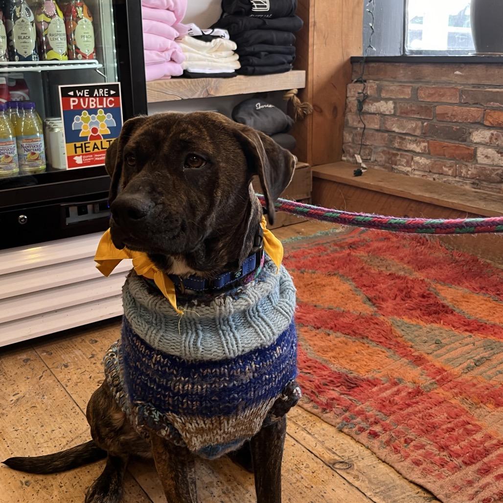 Josie, a Adoptable Pit Bull Terrier in Saugerties, NY image 3/4