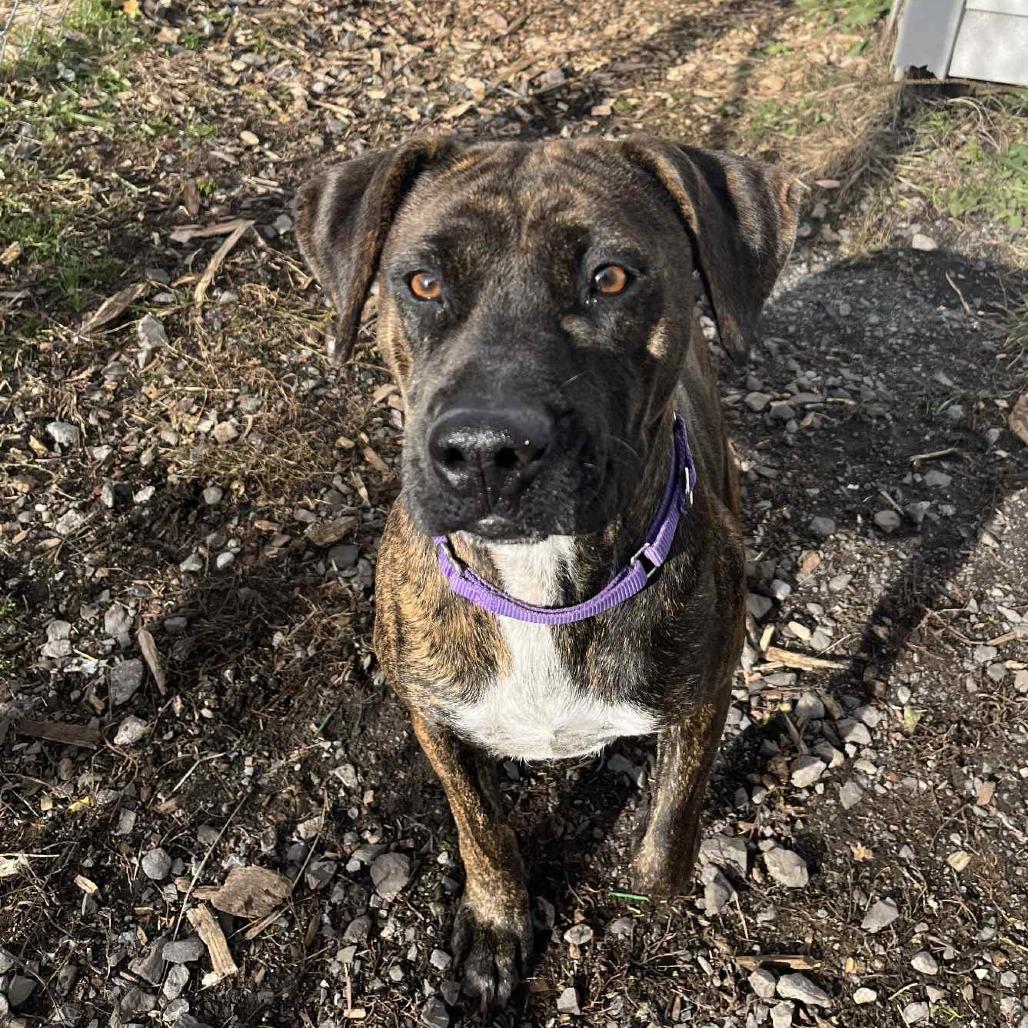 Enlarge Josie, a Adoptable Pit Bull Terrier in Saugerties, NY image 3/4