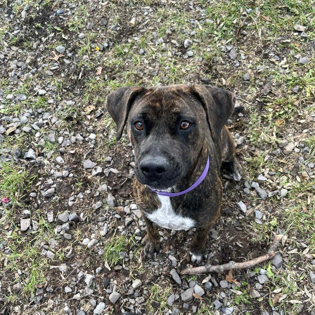 Enlarge Josie, a Adoptable Pit Bull Terrier in Saugerties, NY image 4/4