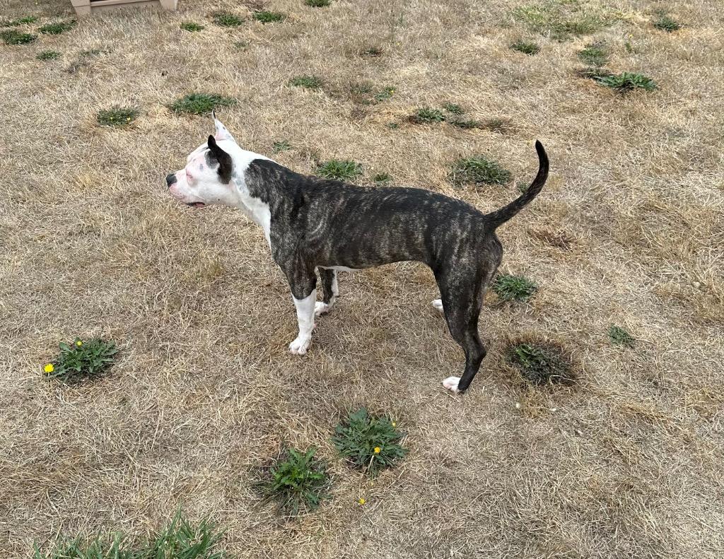 Dixie, Adoptable, Adult Female Pit Bull Terrier.