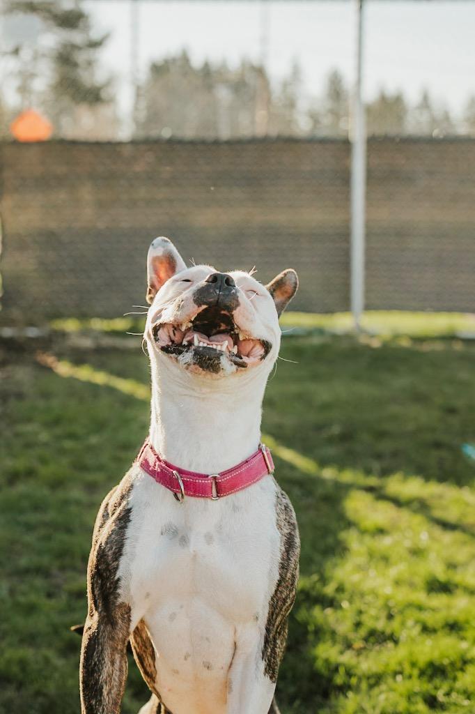 Enlarge Dixie - Sponsored by Shirlee Sitton, a Adoptable Pit Bull Terrier in Newberg, OR image 1/6