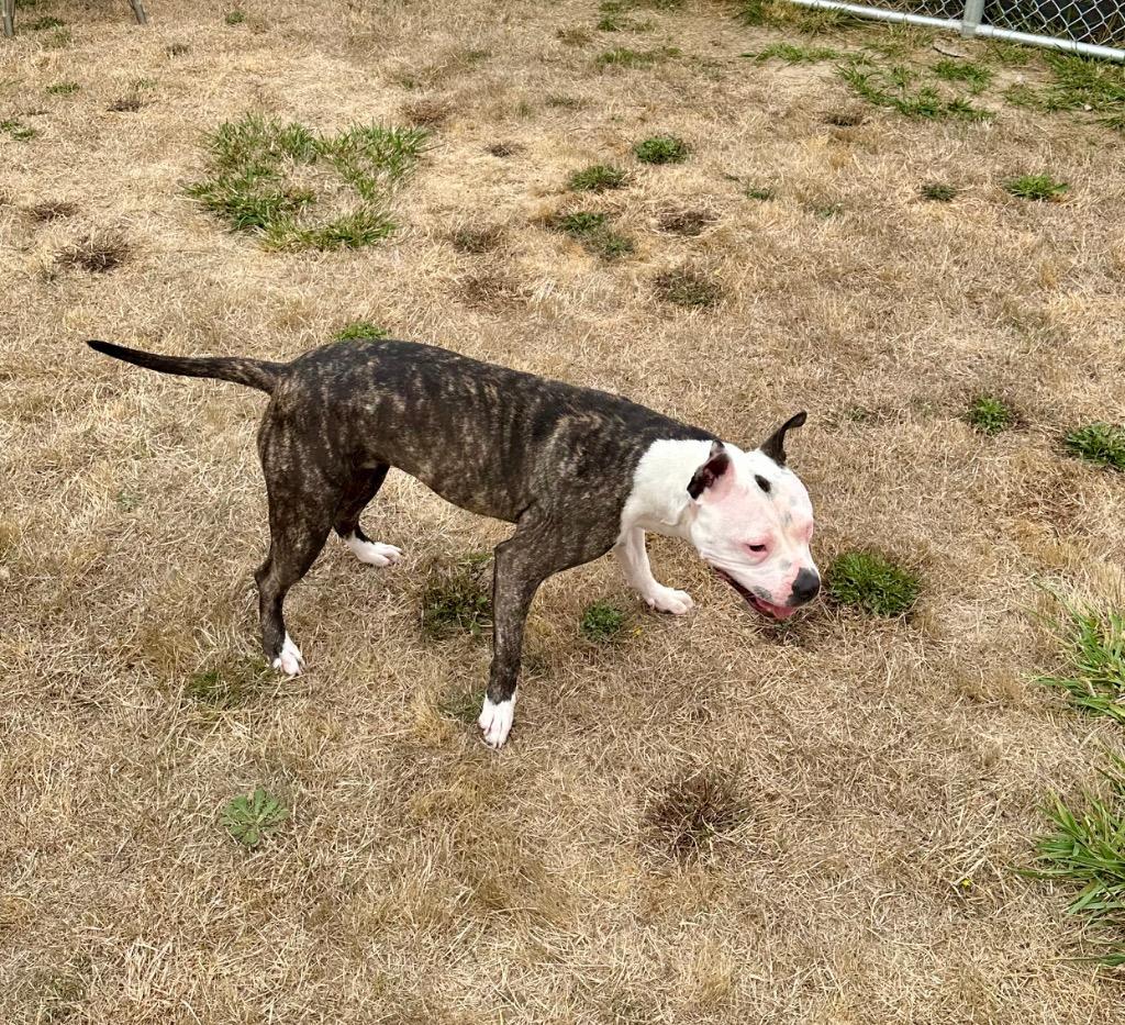 Enlarge Dixie - Sponsored by Shirlee Sitton, a Adoptable Pit Bull Terrier in Newberg, OR image 2/6