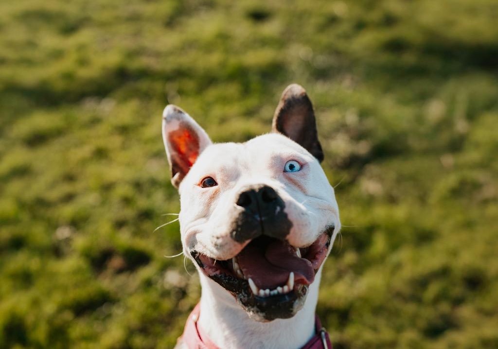 Enlarge Dixie - Sponsored by Shirlee Sitton, a Adoptable Pit Bull Terrier in Newberg, OR image 3/6