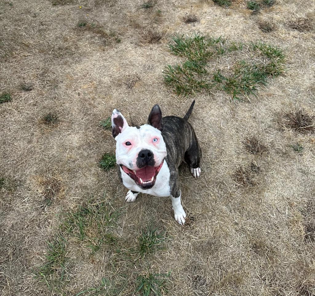 Enlarge Dixie - Sponsored by Shirlee Sitton, a Adoptable Pit Bull Terrier in Newberg, OR image 4/6