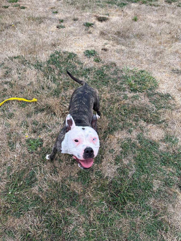 Enlarge Dixie Sponsored by Shirlee Sitton, a Adoptable Pit Bull Terrier in Newberg, OR image 3/4