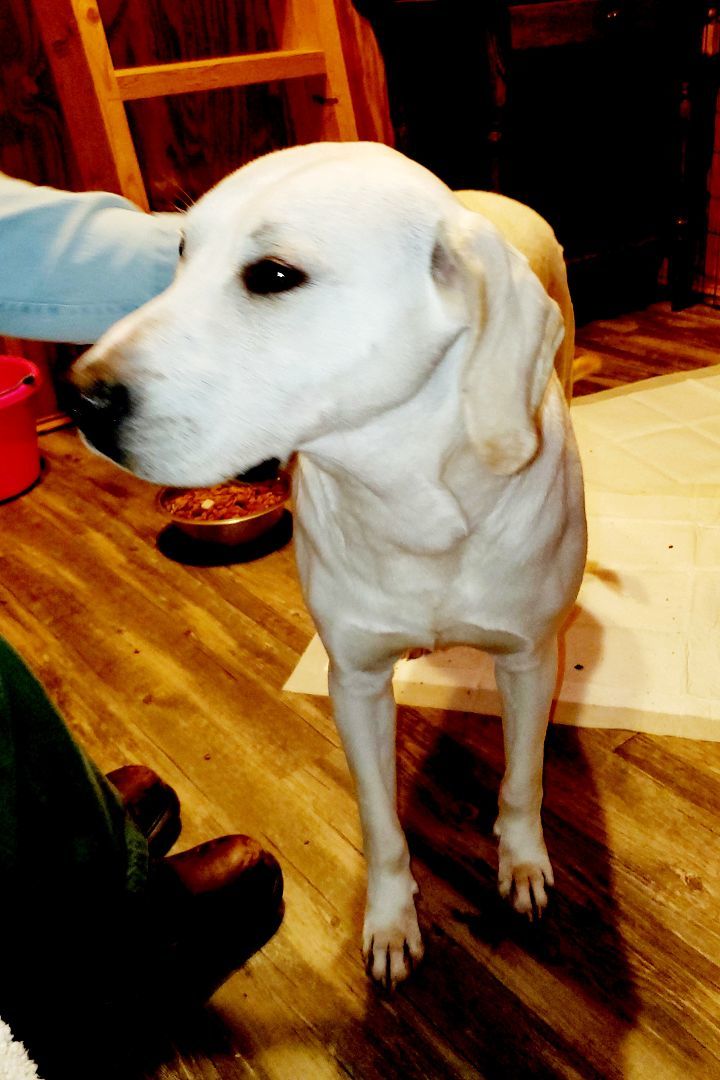 Dog for adoption DONNER, a Labrador Retriever in Morrison, TN Petfinder