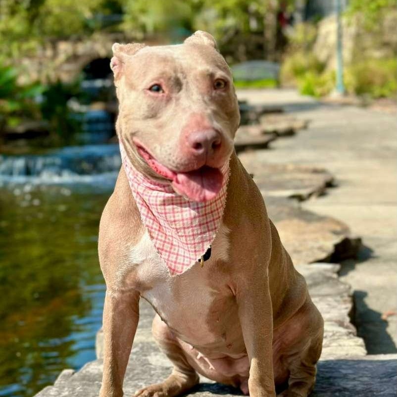 Enlarge Junie, a Adoptable mixed breed in Maumee, OH image 1/6