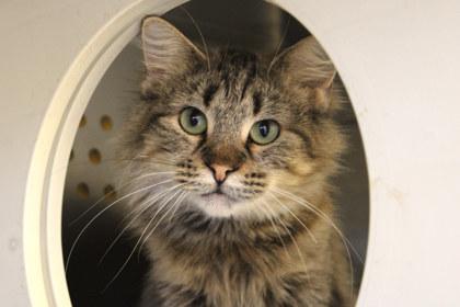 Vetra, Adoptable, Adult Female Domestic Long Hair & Domestic Short Hair.