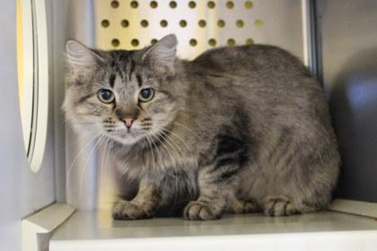 Vetra, a Adoptable mixed breed in Kansas City, MO image 2/2