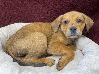 Enlarge Orzo, a Adopted mixed breed in Bellingham, WA image 3/5