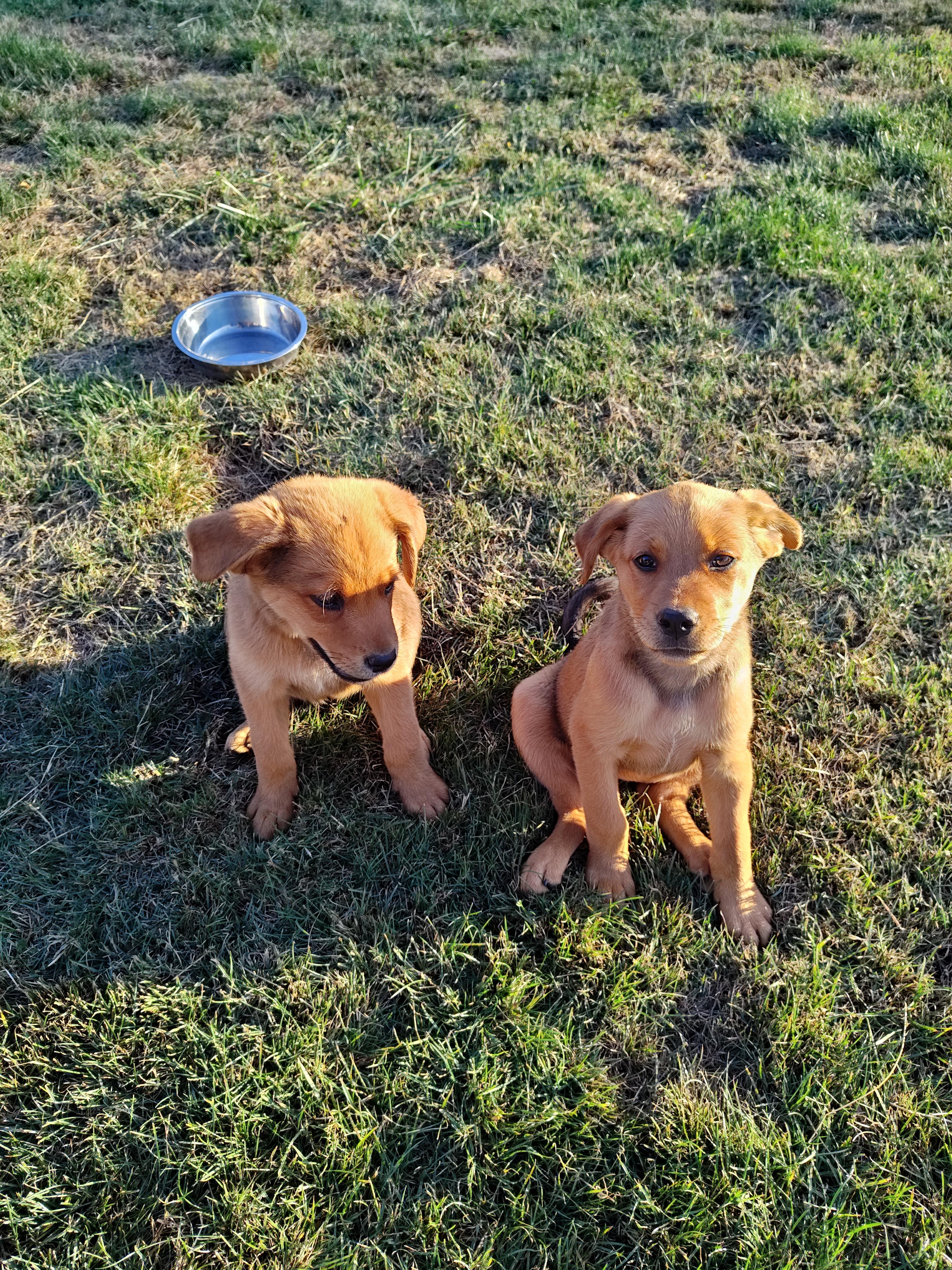 Enlarge Orzo, a Adopted mixed breed in Bellingham, WA image 5/5