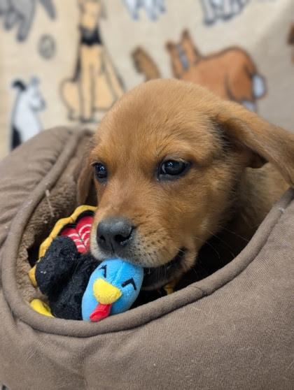 Enlarge Orzo, a Adopted mixed breed in Bellingham, WA image 4/5