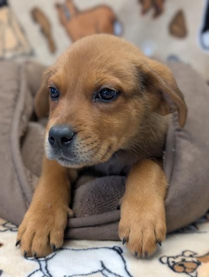 Enlarge Orzo, a Adopted mixed breed in Bellingham, WA image 2/5