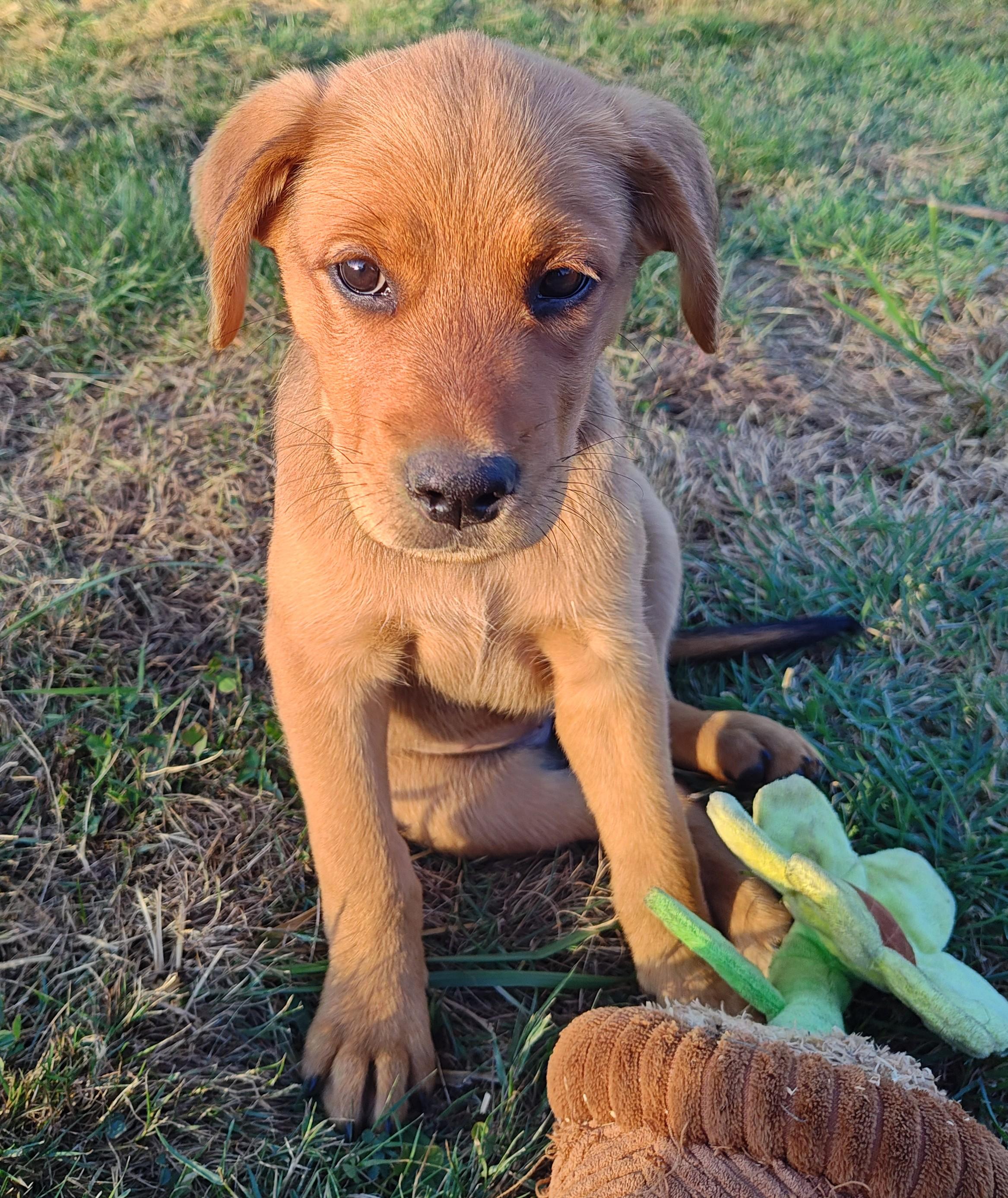 Orzo, Adopted, Puppy Male Labrador Retriever & Rottweiler.