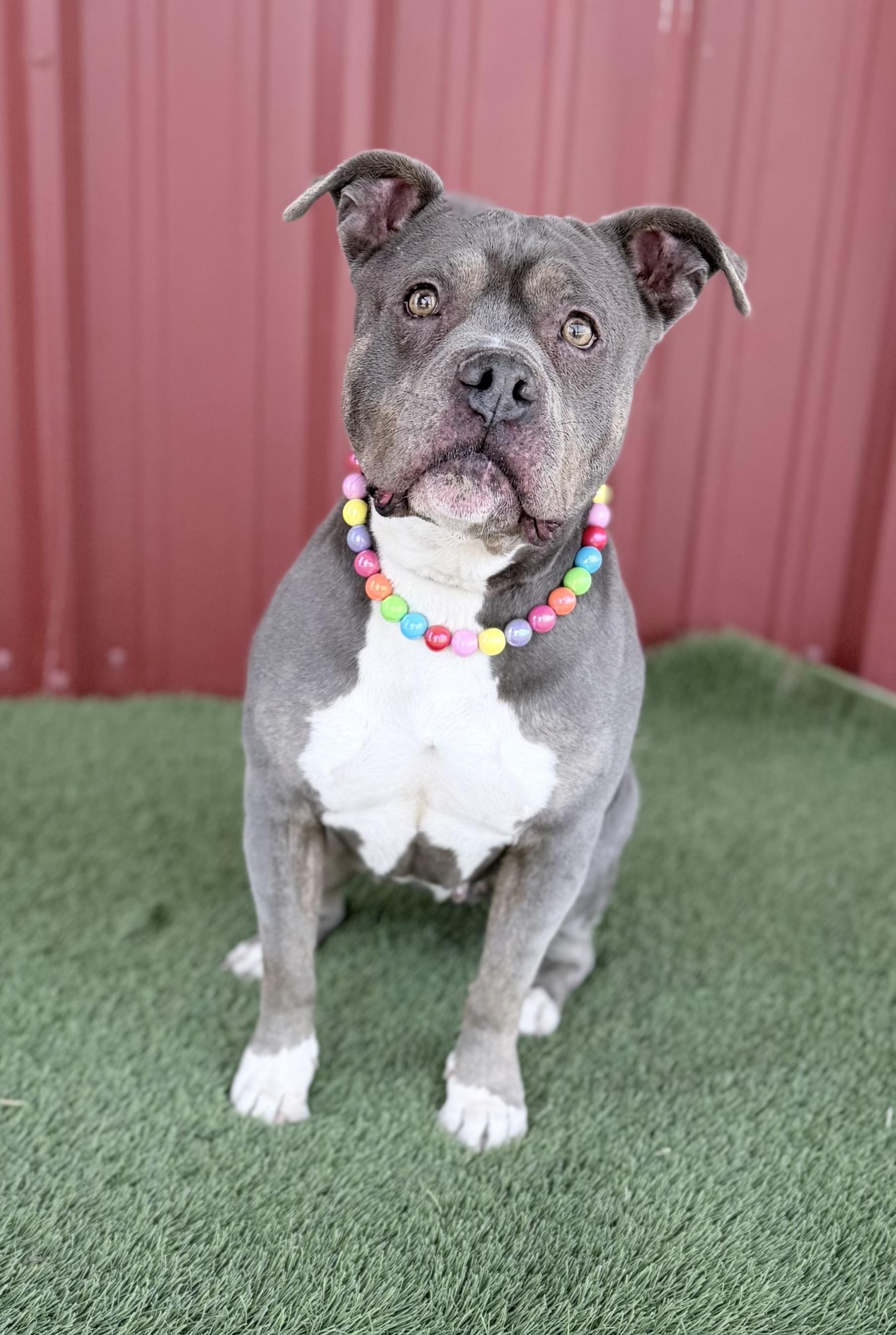 Enlarge Dolly, a Adoptable mixed breed in Madison, WI image 4/6