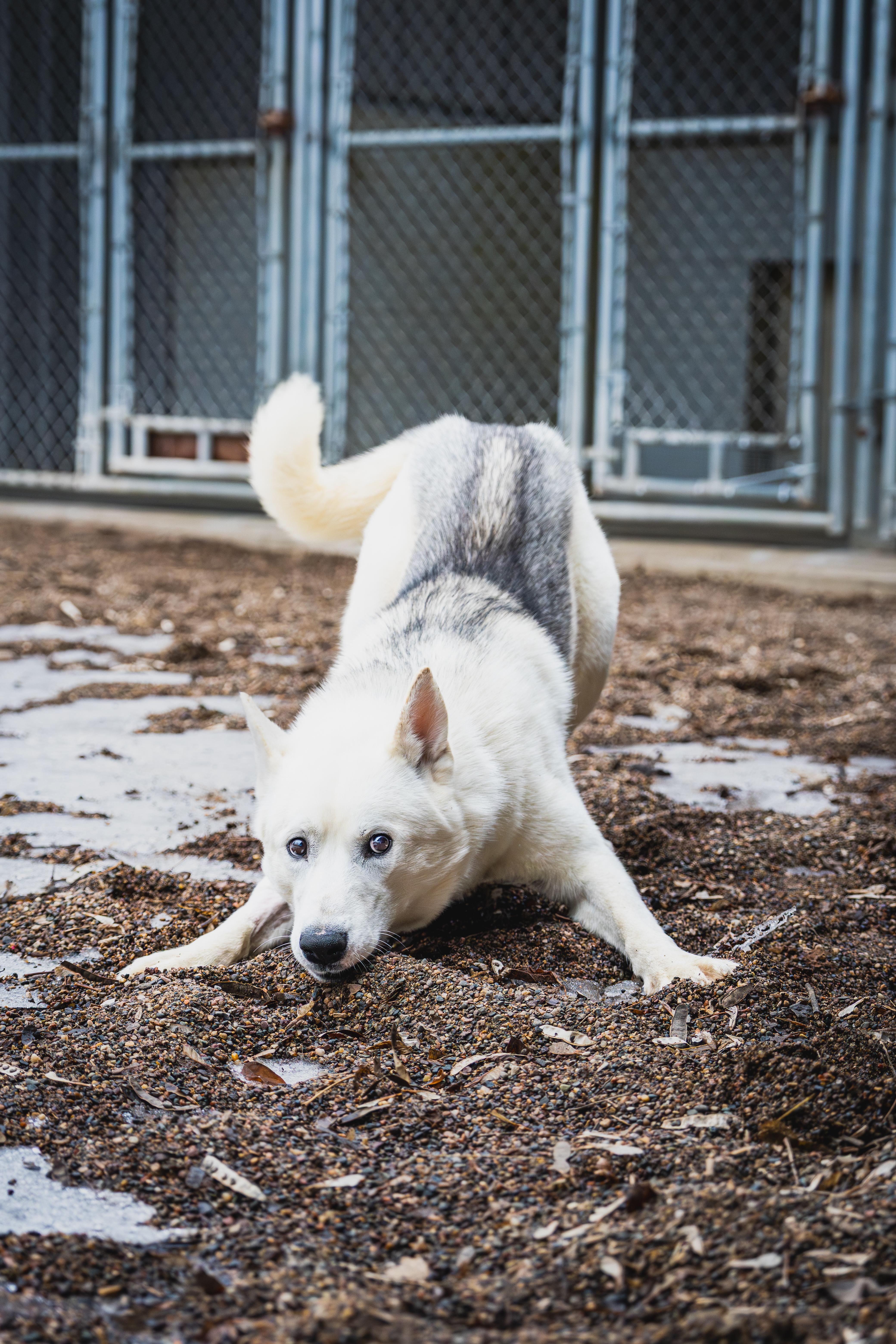 Enlarge Ghost, a Adoptable mixed breed in Red Wing, MN image 2/5