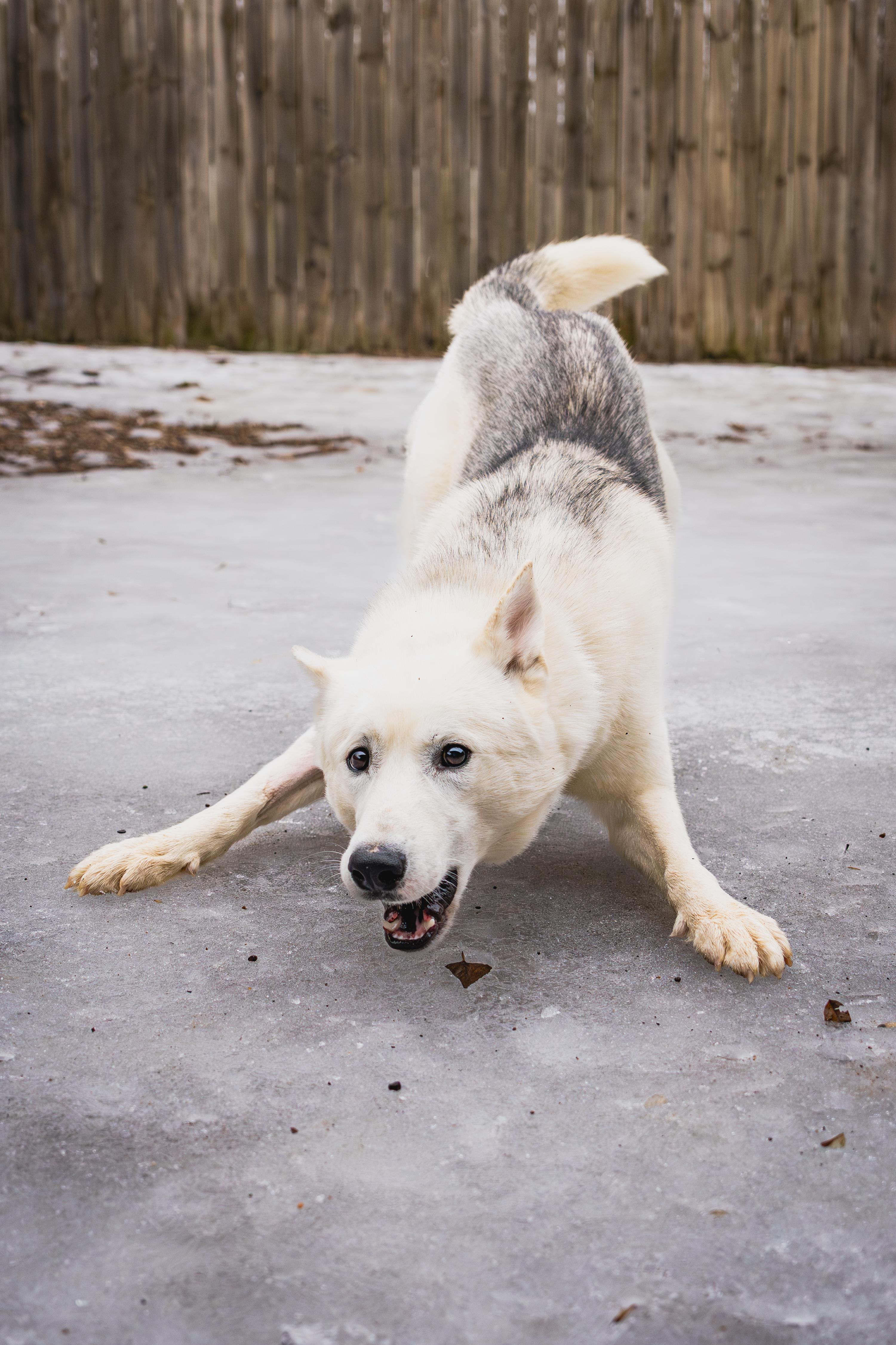 Enlarge Ghost, a Adoptable mixed breed in Red Wing, MN image 5/5