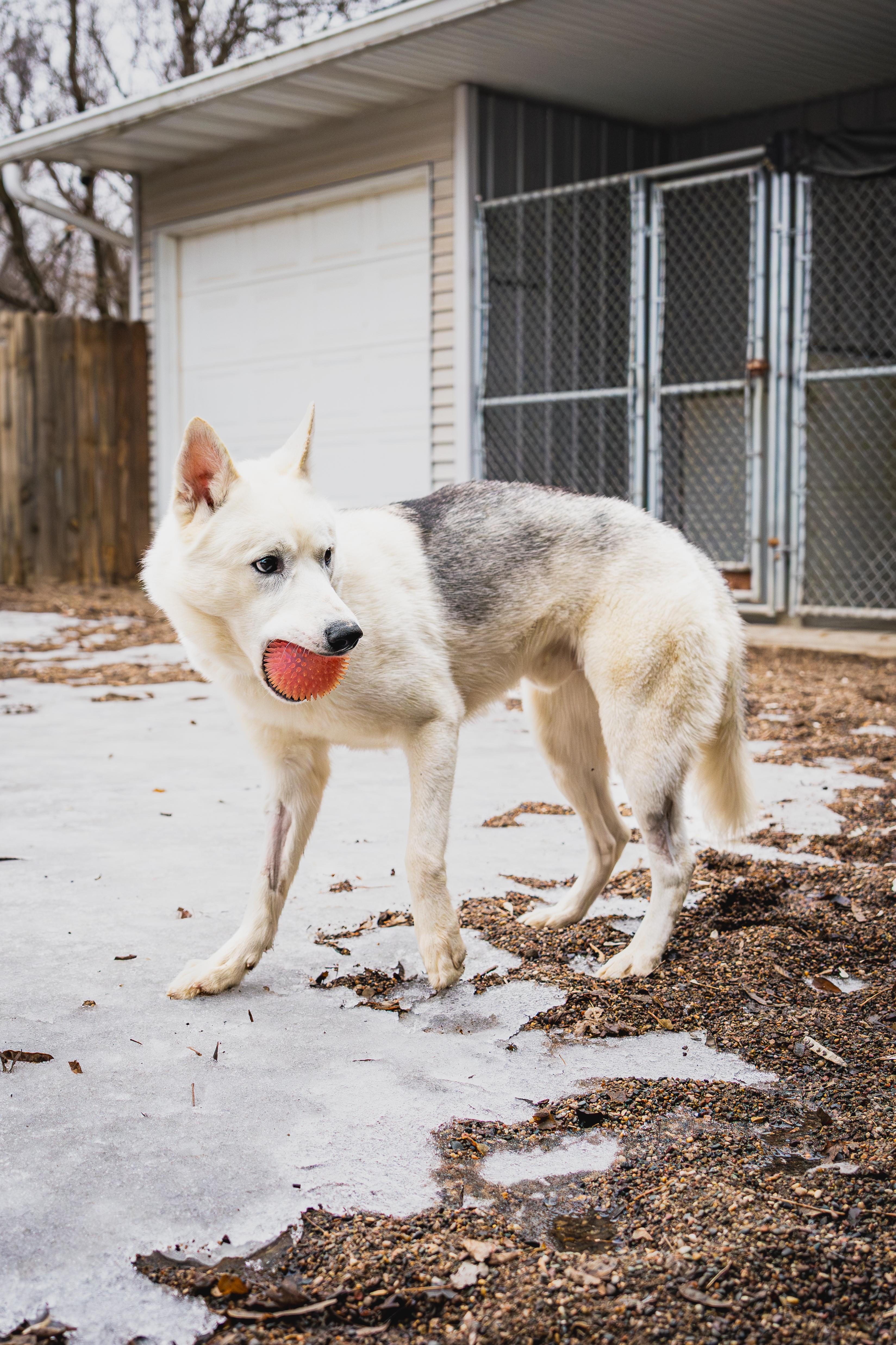 Enlarge Ghost, a Adoptable mixed breed in Red Wing, MN image 4/5