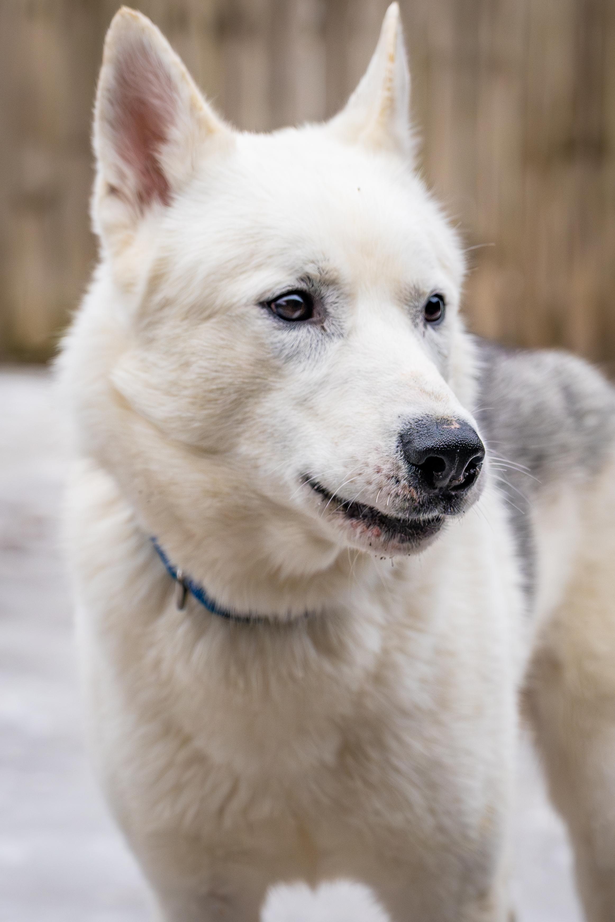 Enlarge Ghost, a Adoptable mixed breed in Red Wing, MN image 3/5