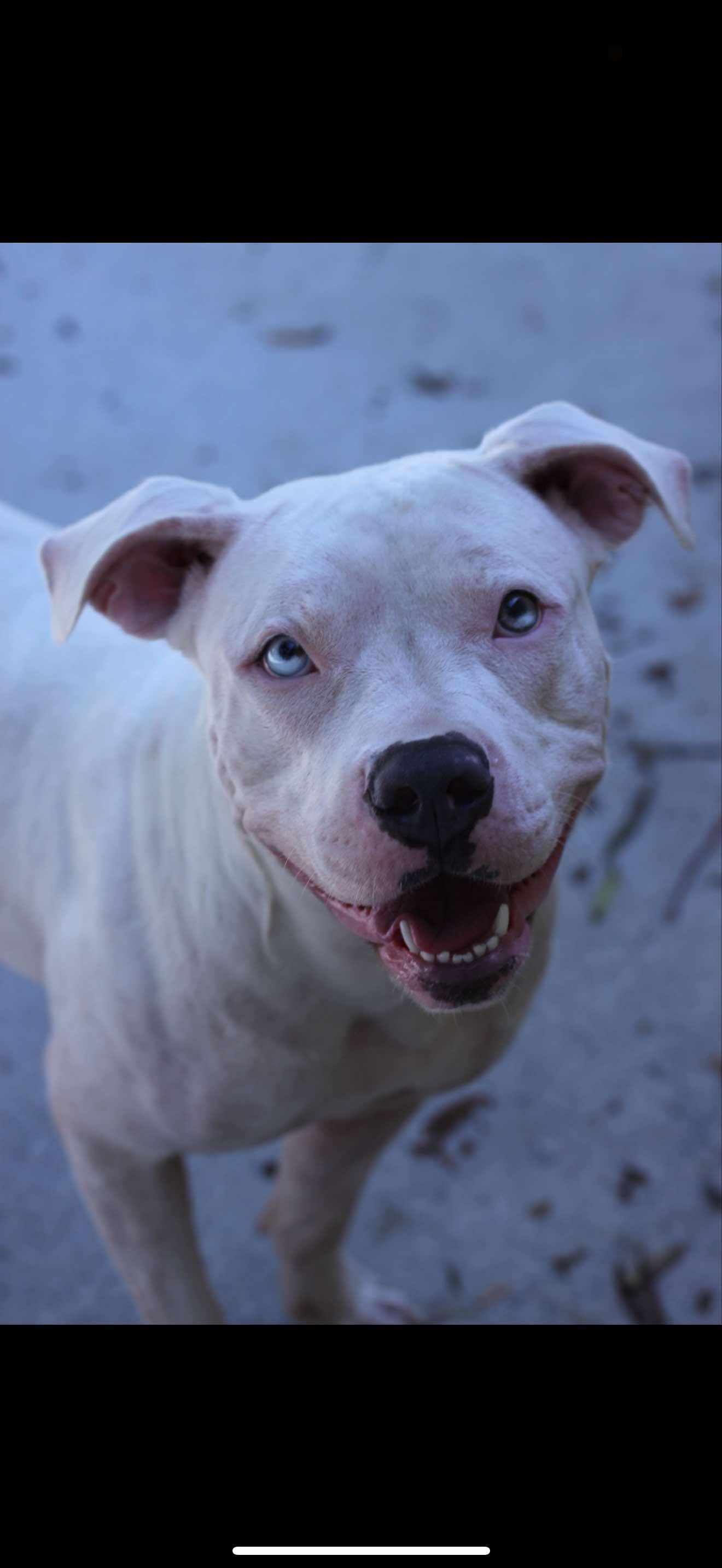 Nala