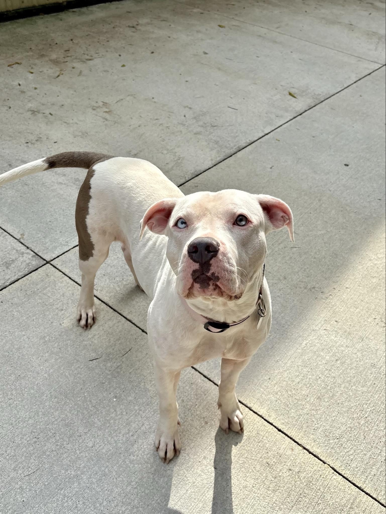Nala