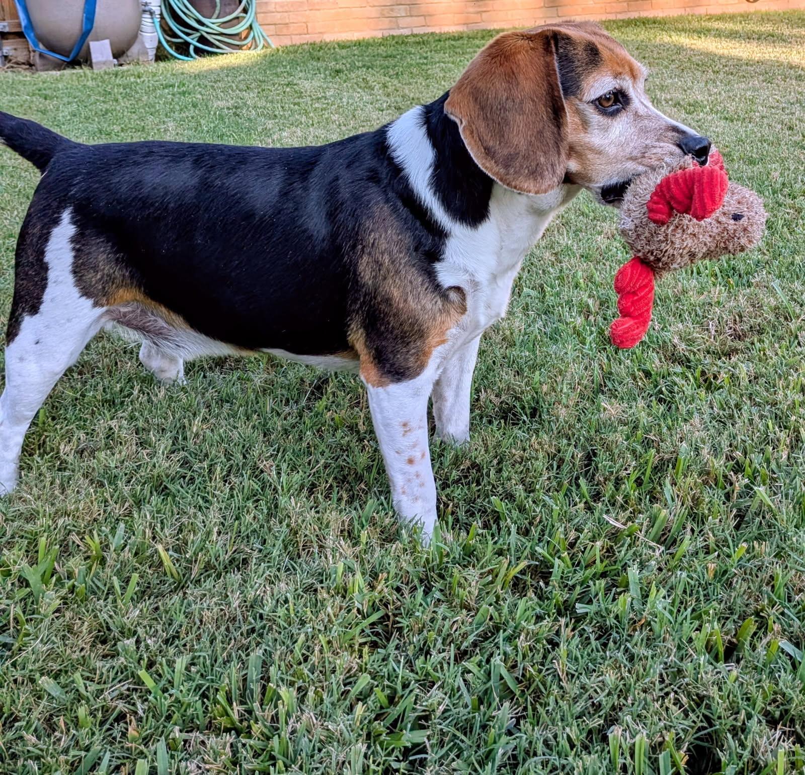 Enlarge Dusty - 894, a ADOPTABLE Beagle in Dallas, TX image 2/4