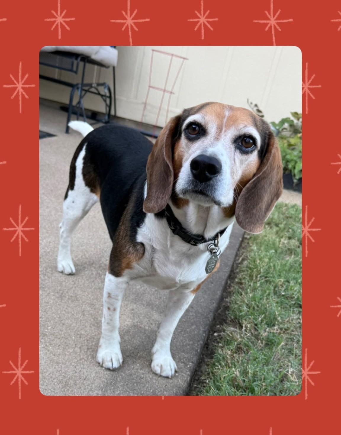 Dusty - 894, ADOPTABLE, Adult Male Beagle.