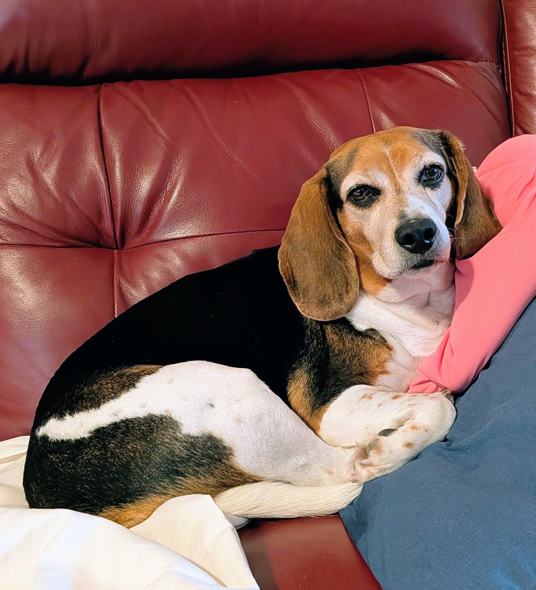 Dusty - 894, ADOPTABLE, Adult Male Beagle.